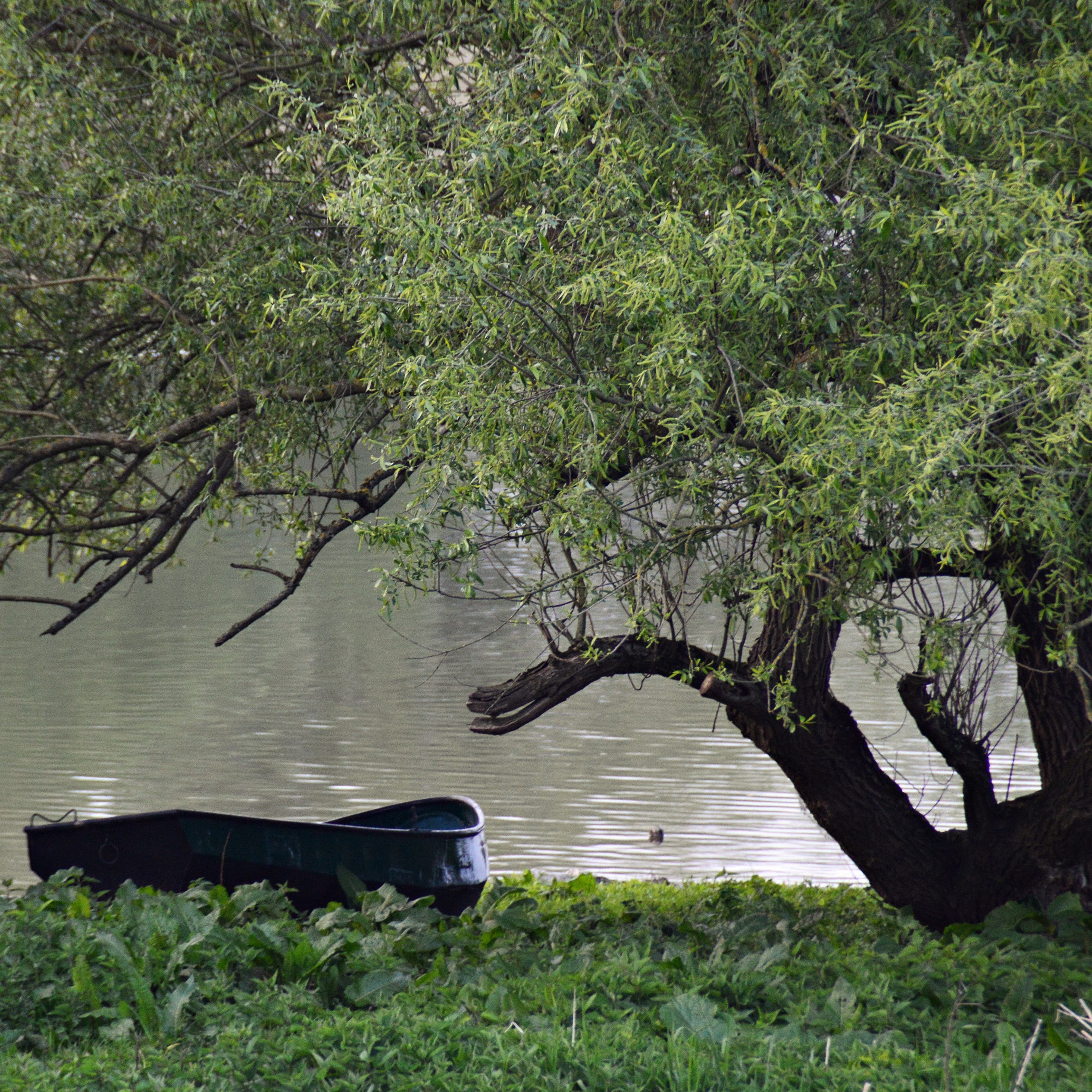 Boot onder boom